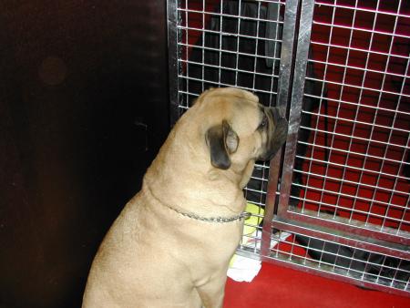 chien