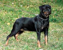 mon chien